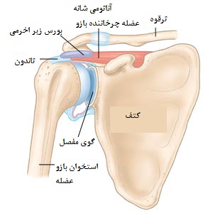 دررفتگی مفصل شانه