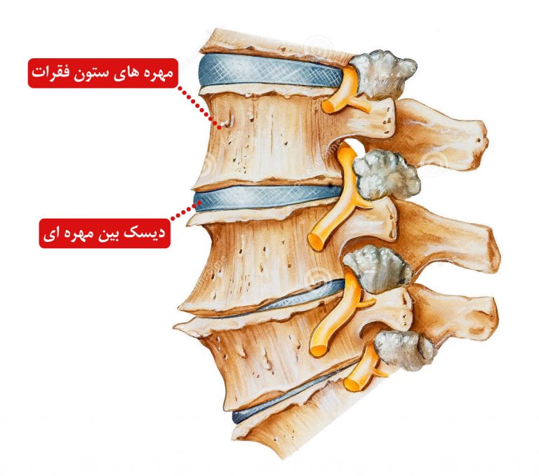 دیسک و ستون فقرات